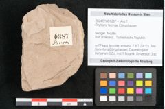 Foto (Objekt + Etikett) von Rhytisma feroniae Ettingshausen (NHMW-GEO-2024-0188-6387)